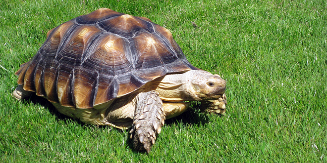 Boy tries to smuggle pet turtle on plane - The Traveller's Magazine