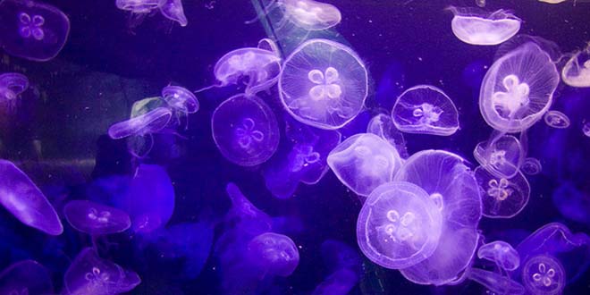 The world's jellyfish swarms are swelling! - The Traveller's Magazine